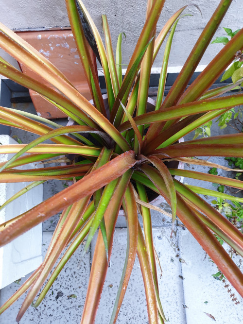 White Spots On Pineapple Leaves