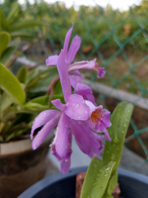 IMAG0086
