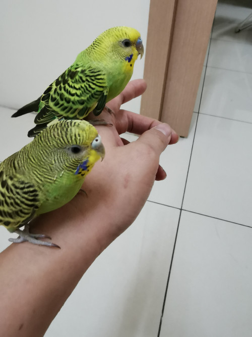 IMG 20190818 062541