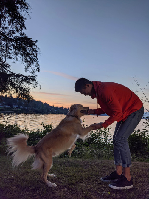 pixel 4 camera sample dog 1
