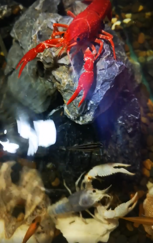 pet lobster 02