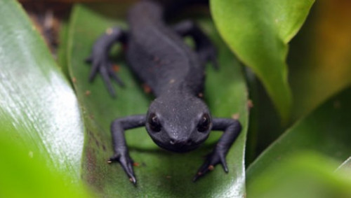 az firebelly newt1 wpcf 520x294