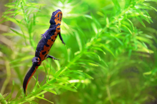 reptiles