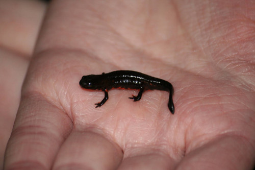 fire belly newt