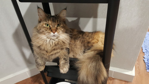 is Maine Coon worth to pet?
