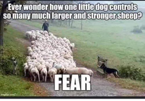 why are sheep scared of dogs