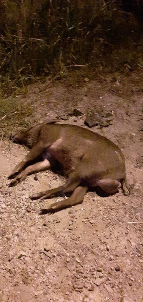 Rider Teruk Dilanggar Babi Penang