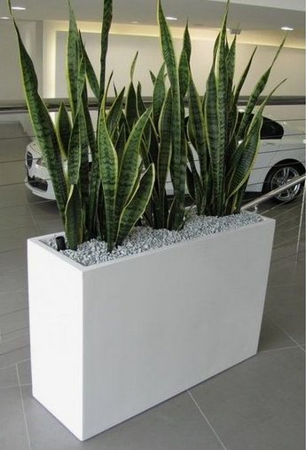 Planter boxes with snake plants as dividers