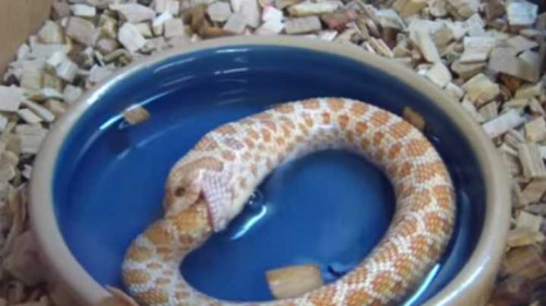 default 1464355421 828 stressed out snake eats itself