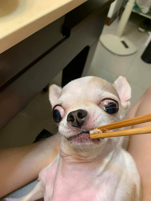 Retarded chihuahua discount