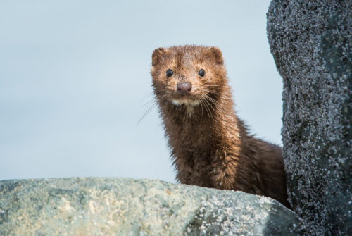 Keywords: stock, wildlife, Mink, wild, fur-free