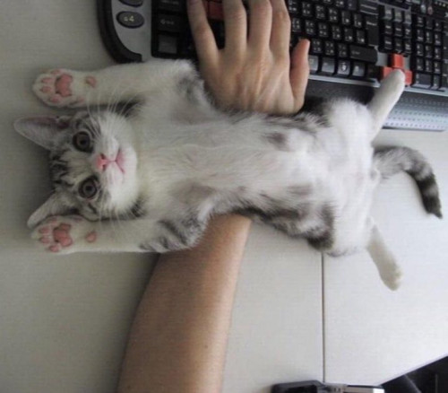 keyboard cat 720x630