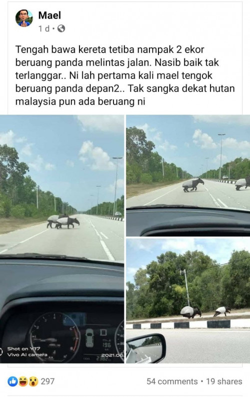 Panda Lintas Jalan