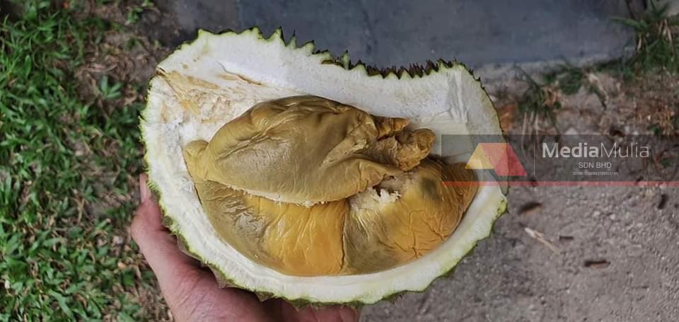 Anim Agro Technology Durian Tupai King Sudah Muncul