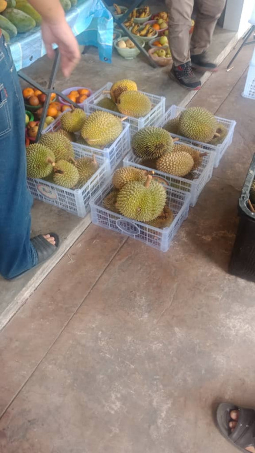 durian price thread 24 Jun 2021