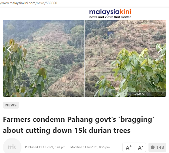 15 000 Pokok Durian Musang King Sudah Ditebang