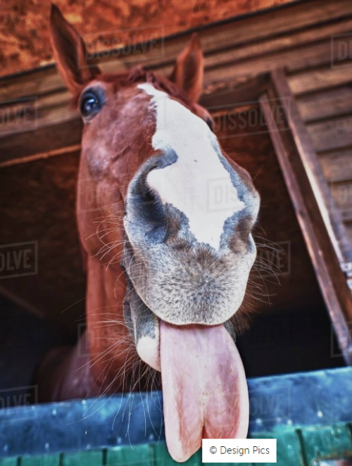 FireShot Capture 923 A Horse With It's Tongue Sticking Out; Benalamadena Costa, Malaga, Co dissolve.