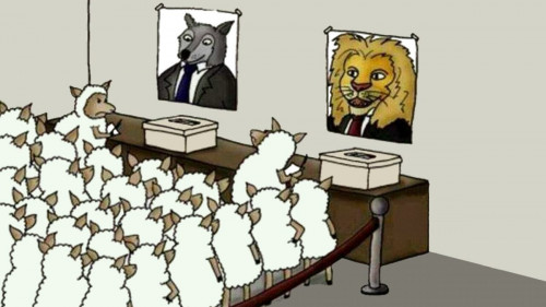Lesser of Two Evil Voting Sheep Voting for Wolf or Lion