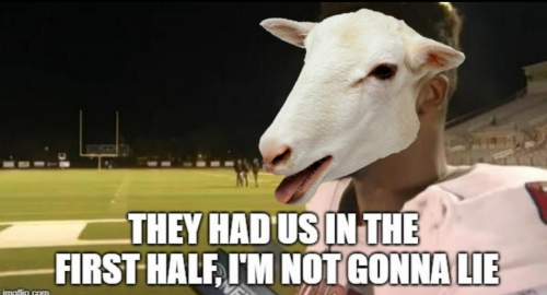 sheep