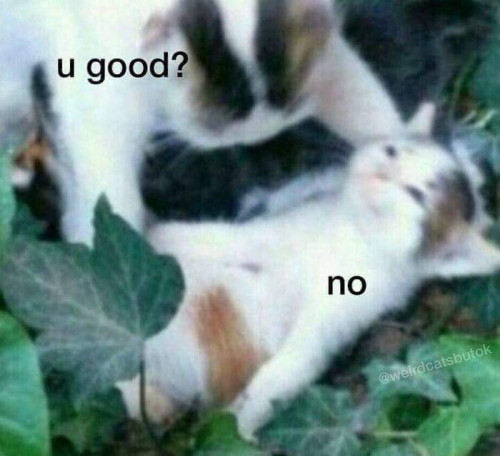 No gud
