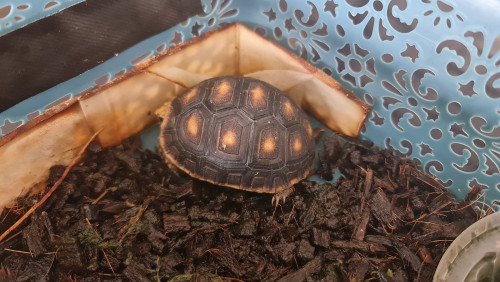 Baby Redfoot Tortoise for adoption