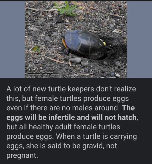 Turtle eggs could be edible if not fertilized