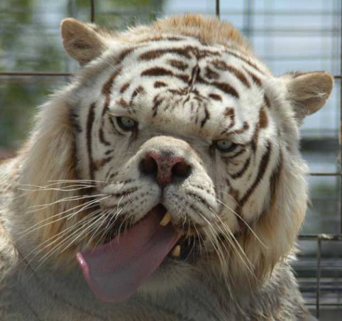 inbred white tiger kenny 1