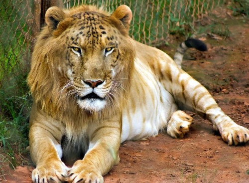 unsual animal hybrids 5