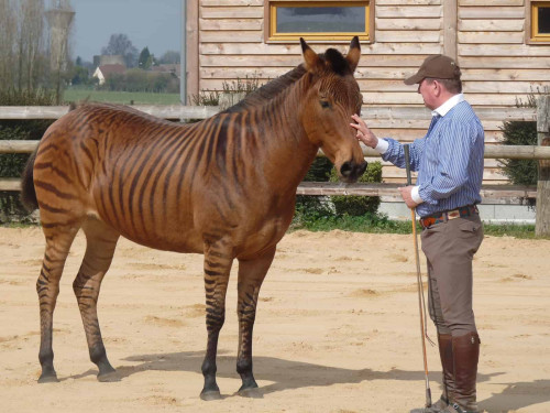 stormy the zorse 1