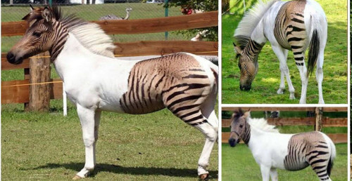 zorsespic
