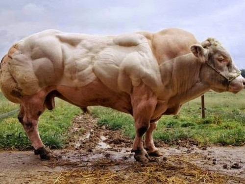 super cow