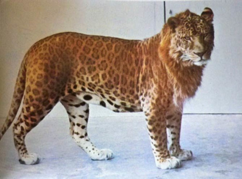 Marozi, spotted lion