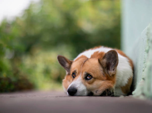 portrait of a cute corgi dog lying in the garden on the path and looks sad