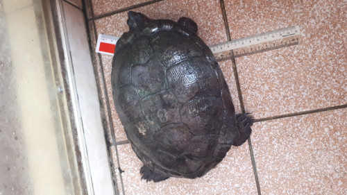 230413 turtle pot
