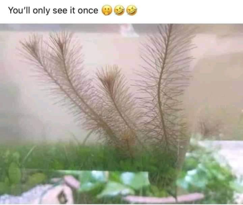 wen u see it