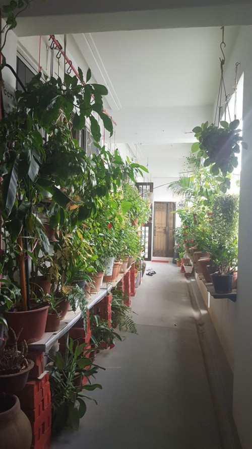 My corridor garden