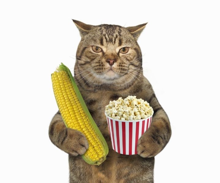 can cats eat popcorn 1 Pictr