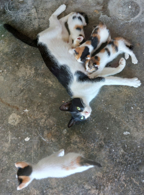 Mother Cat & Kittens