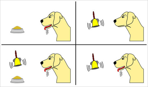 pavlovdog