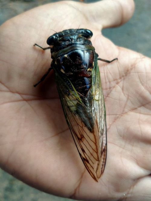 I step on Keriang insect. Will it die?