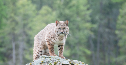 bobcat