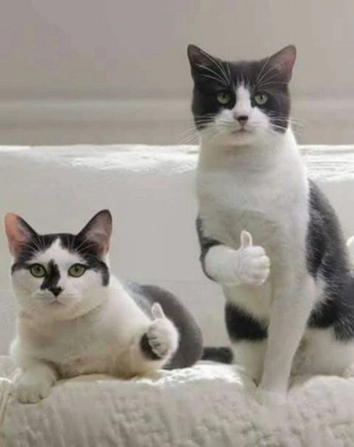 THUMBS UP CATS meme 4