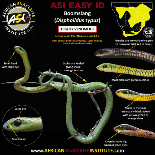 ASI EASY ID Dispholidus typus 2023 1