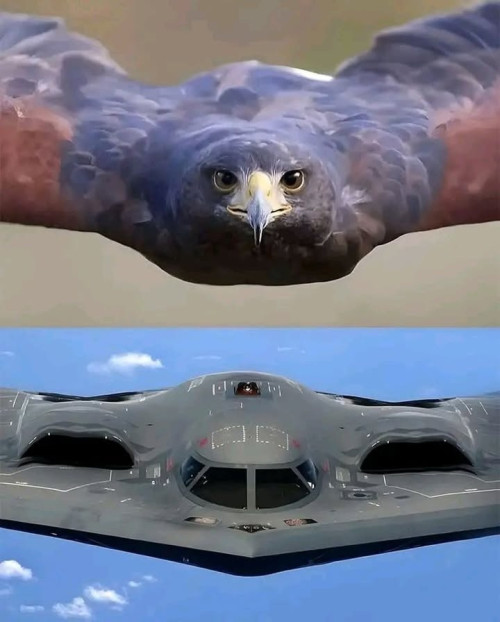 Peregrine falcon