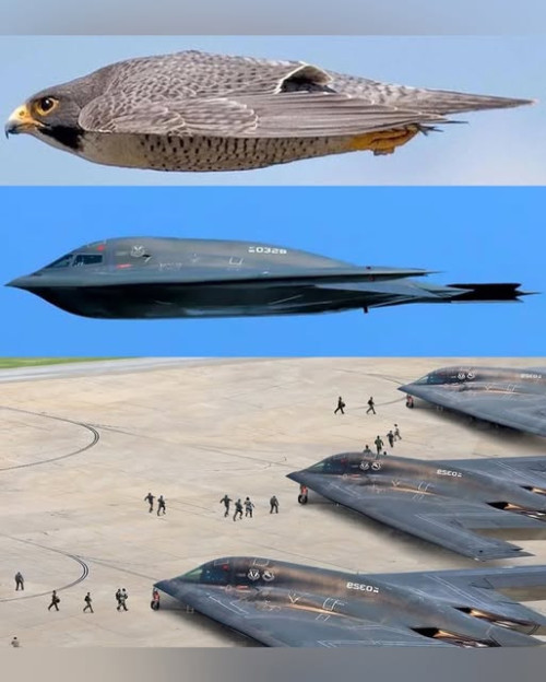 falcon