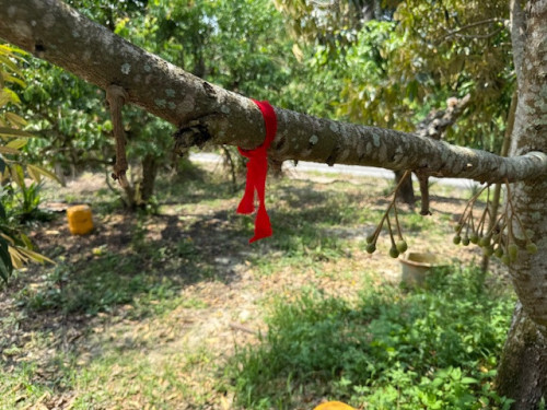 Red Ribbon from Funeral