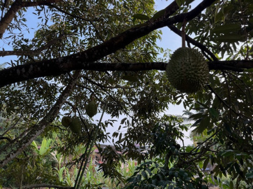 Fruit on the branch 02
