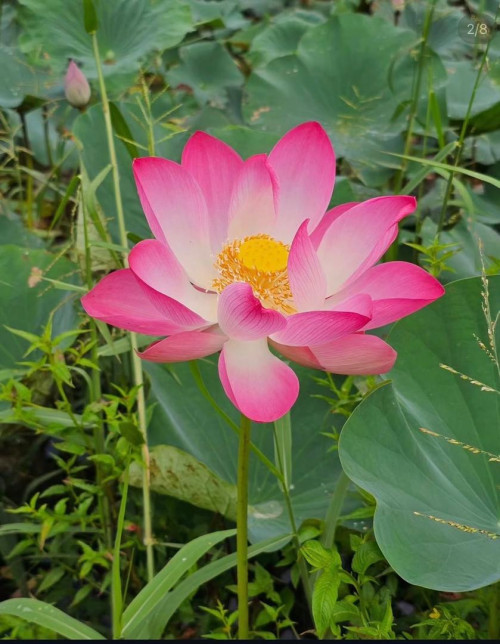 Wild Lotus 1