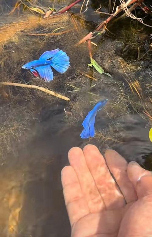 Wild Beta 1
