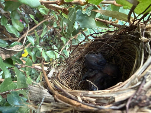 Chick 4